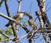 Western Kingbirds
